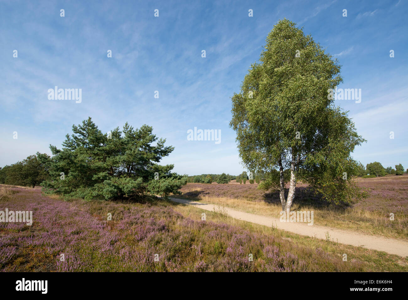 Heath paesaggio con la fioritura Heather (Calluna vulgaris), Wilsede, Lüneburg Heath Nature Park, Bassa Sassonia, Germania Foto Stock