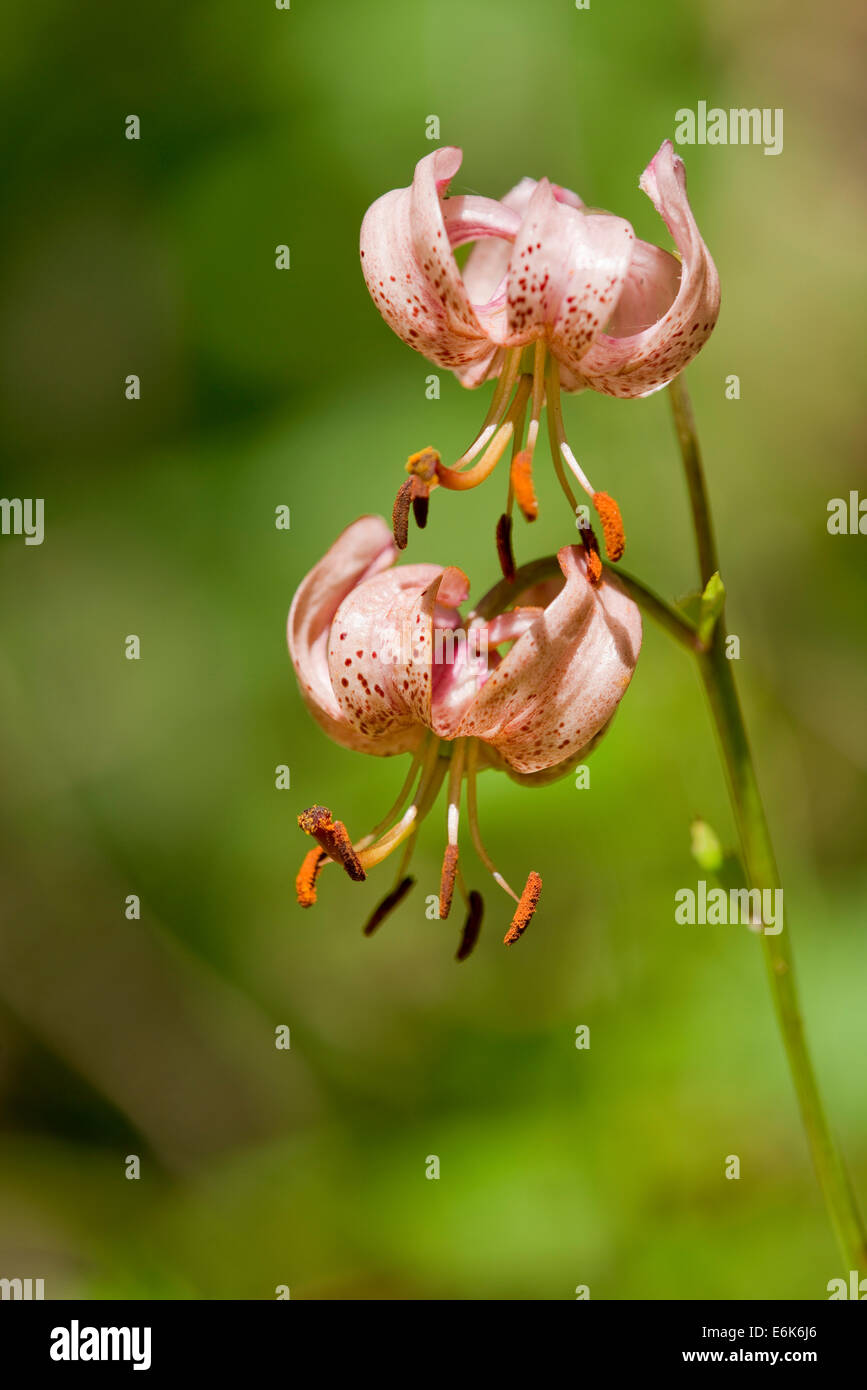 Martagon Giglio o di Turk cappuccio del Giglio (Lilium martagon), fioritura, Turingia, Germania Foto Stock