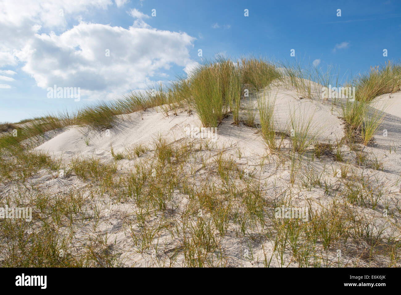Dune, Darßer Ort, Darß, Western Pomerania Area Laguna National Park, Meclemburgo-Pomerania, Germania Foto Stock