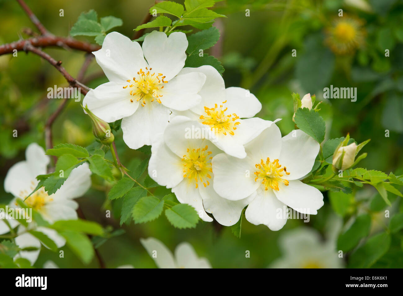 Burnett rosa (Rosa spinosissima), fioritura, Turingia, Germania Foto Stock
