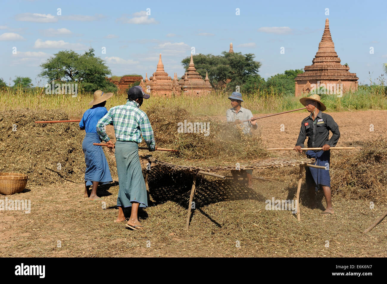 Popolo birmano thrashing arachidi da piante con bastoni, nel complesso archeologico con gli stupa, Bagan, Regione di Mandalay Foto Stock