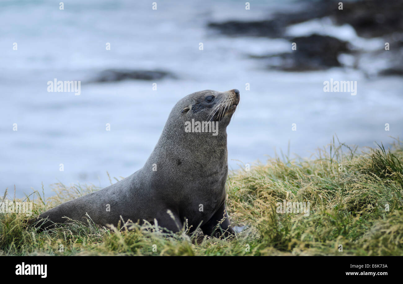 Nuova Zelanda Sea Lion (Phocarctos hookeri) sull'erba, Moeraki, Isola del Sud, Nuova Zelanda Foto Stock