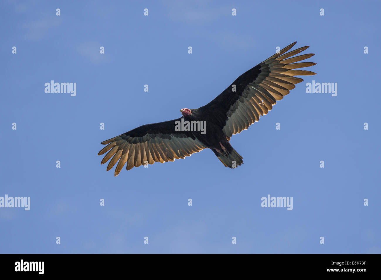 La Turchia vulture (Cathartes aura), Regione di Coquimbo, in Cile Foto Stock