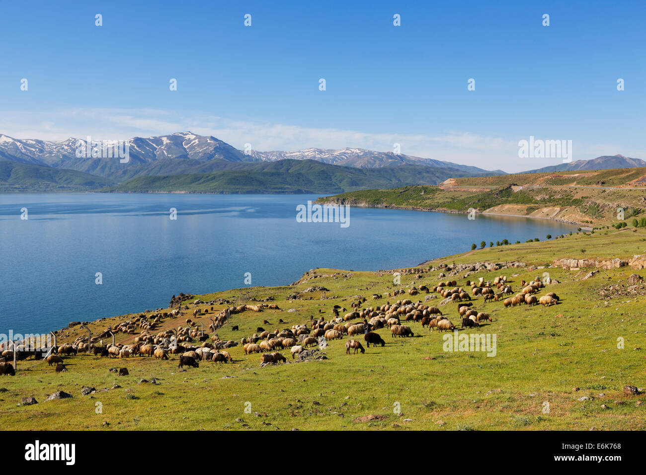 Gregge di pecore presso il lago Van o Van Gölü vicino Tatvan, Bitlis Provincia, Anatolia Orientale Regione, Anatolia, Turchia Foto Stock
