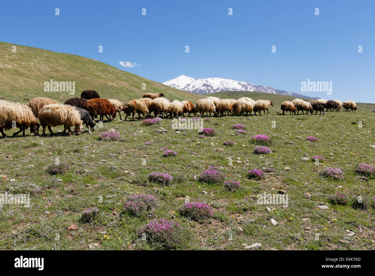 Un gregge di pecore in un pascolo di montagna nelle montagne del taurus, il vulcano Mount Süphan o Süphan Dagi sul retro Foto Stock