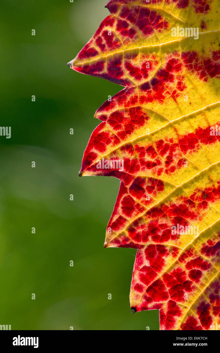 Foglia di vite con colori autunnali, Baden-Württemberg, Germania Foto Stock