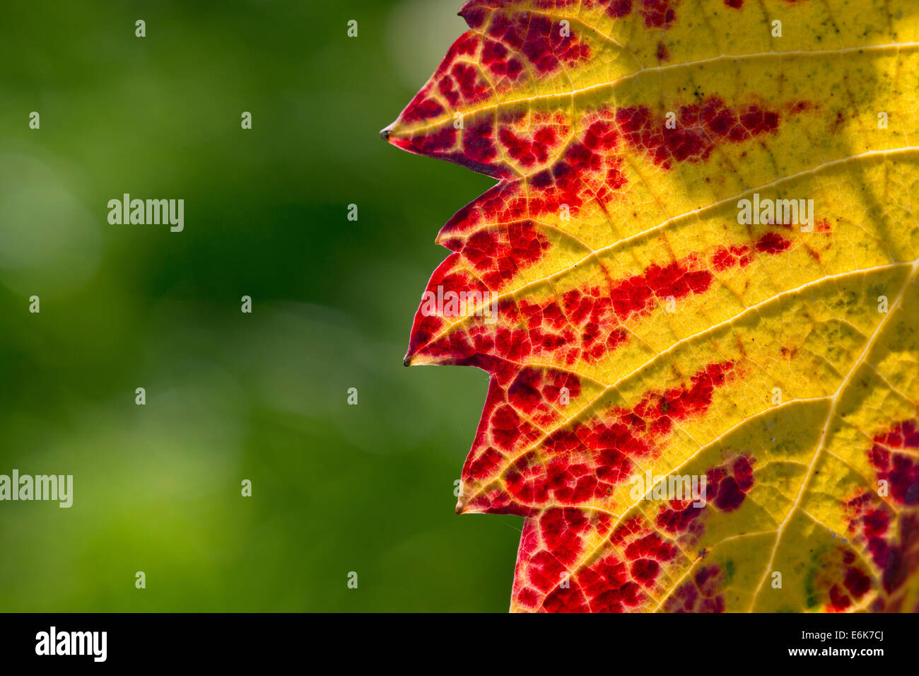 Foglia di vite con colori autunnali, Baden-Württemberg, Germania Foto Stock