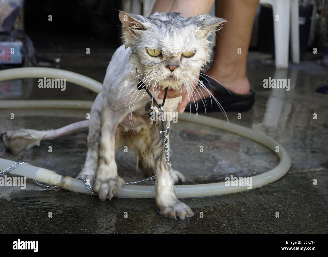 Non così felice cat,getting bagno, animali in pericolo, Foto Stock