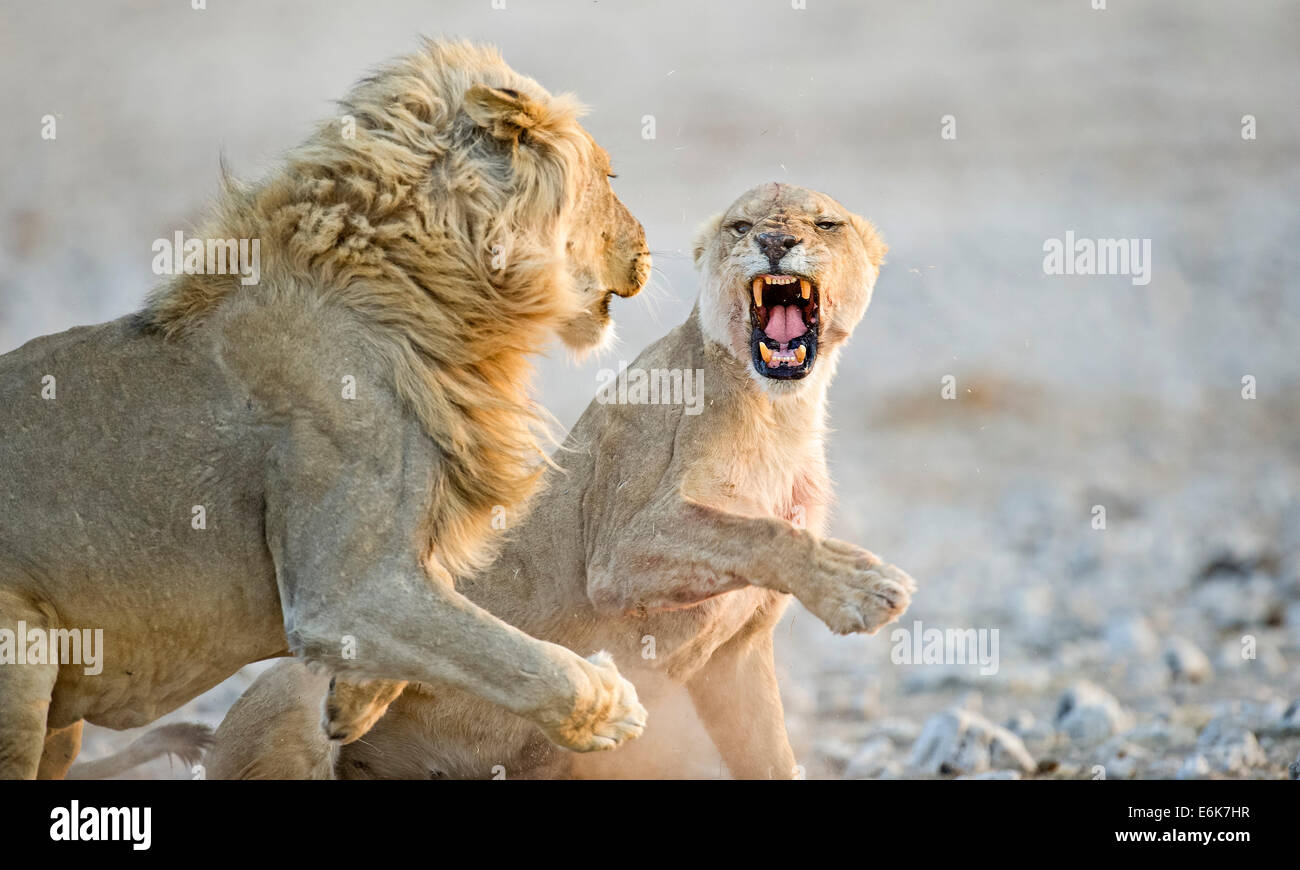 Leoni africani ( Panthera leo), adulto maschio e femmina, il comportamento di corteggiamento, il Parco Nazionale di Etosha, Namibia Foto Stock