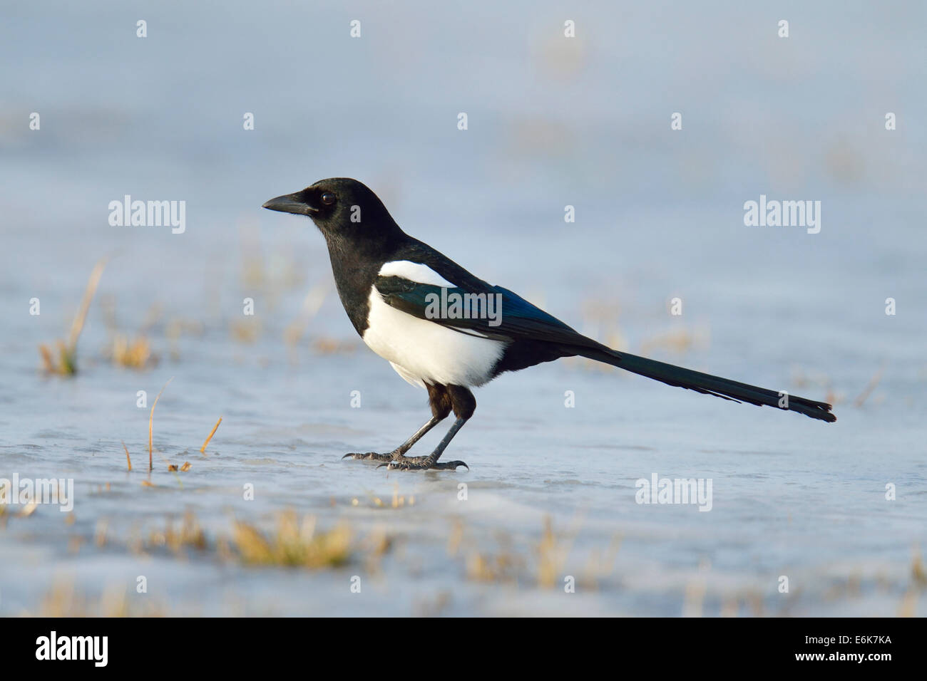 Eurasian Gazza (Pica pica), Mazovia, Polonia Foto Stock