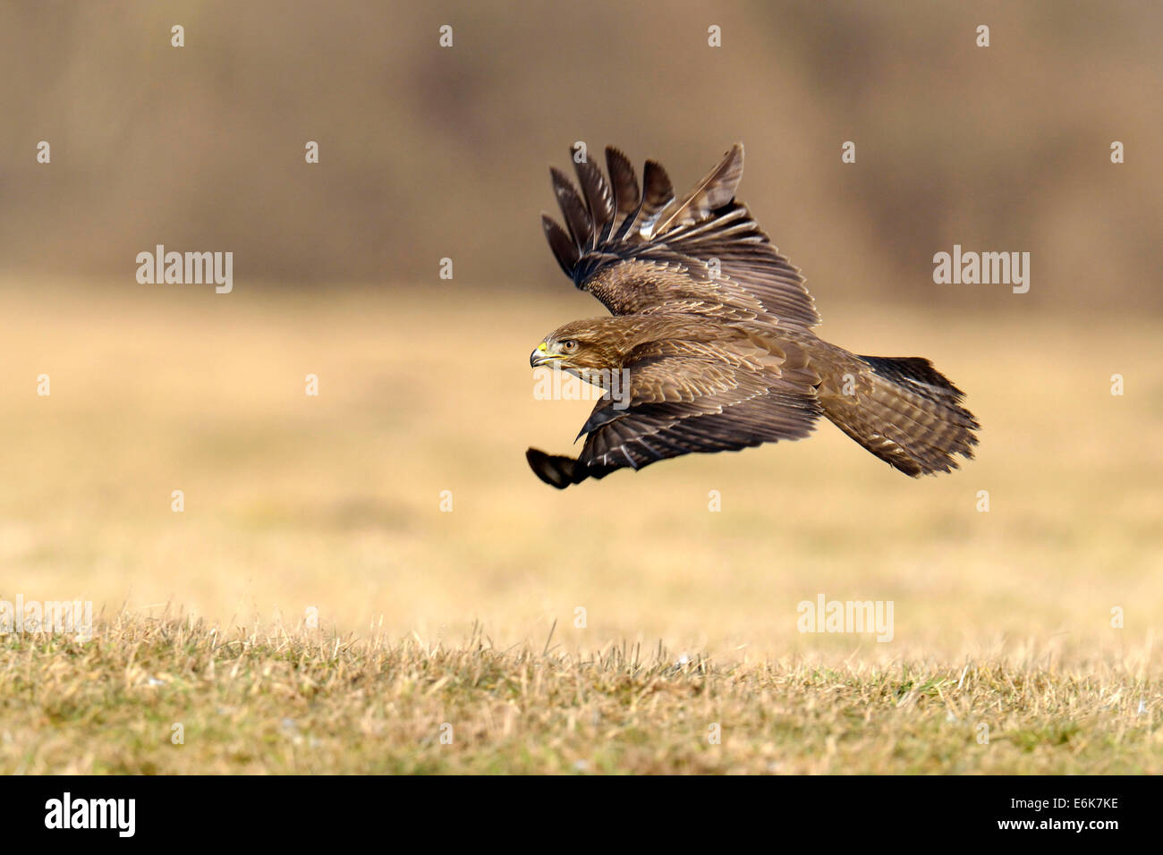 Comune Poiana (Buteo buteo) in volo, Mazovia, Polonia Foto Stock