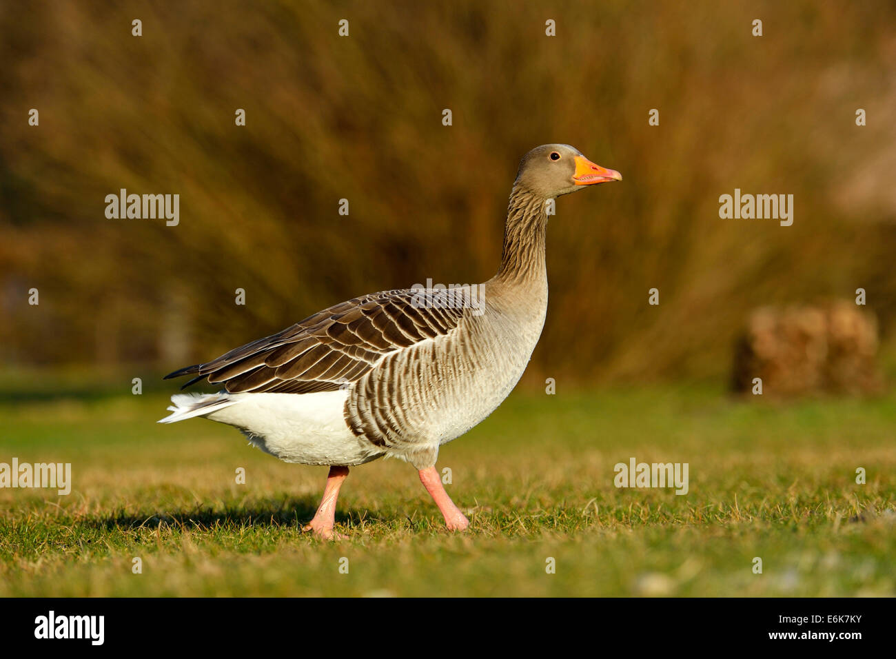 Graylag Goose (Anser anser), il cantone di Zug, Svizzera Foto Stock