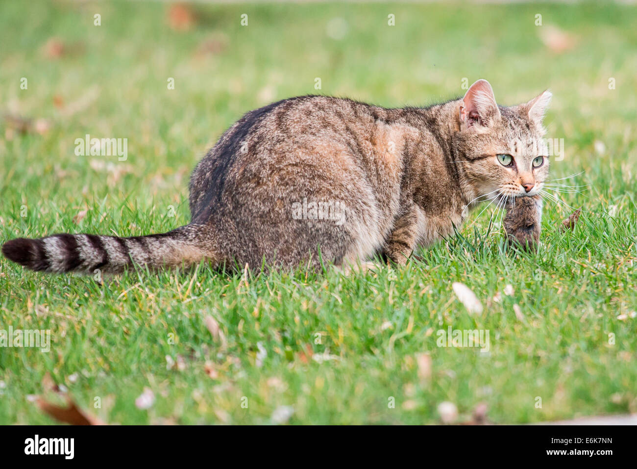 Il gatto domestico (Felis silvestris catus) con mouse preda, Germania Foto Stock