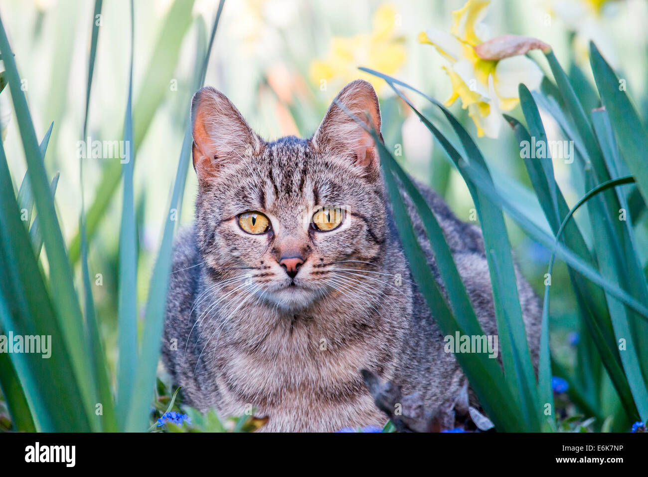 Il gatto domestico (Felis silvestris catus), Germania Foto Stock