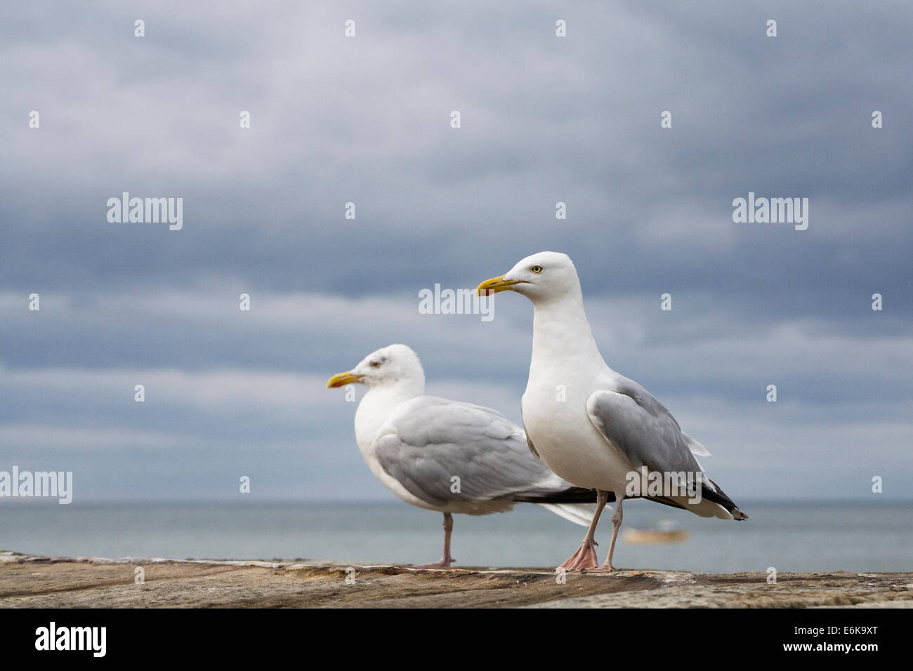 Larus argentatus. Gabbiani reali sulla parete del mare. Foto Stock