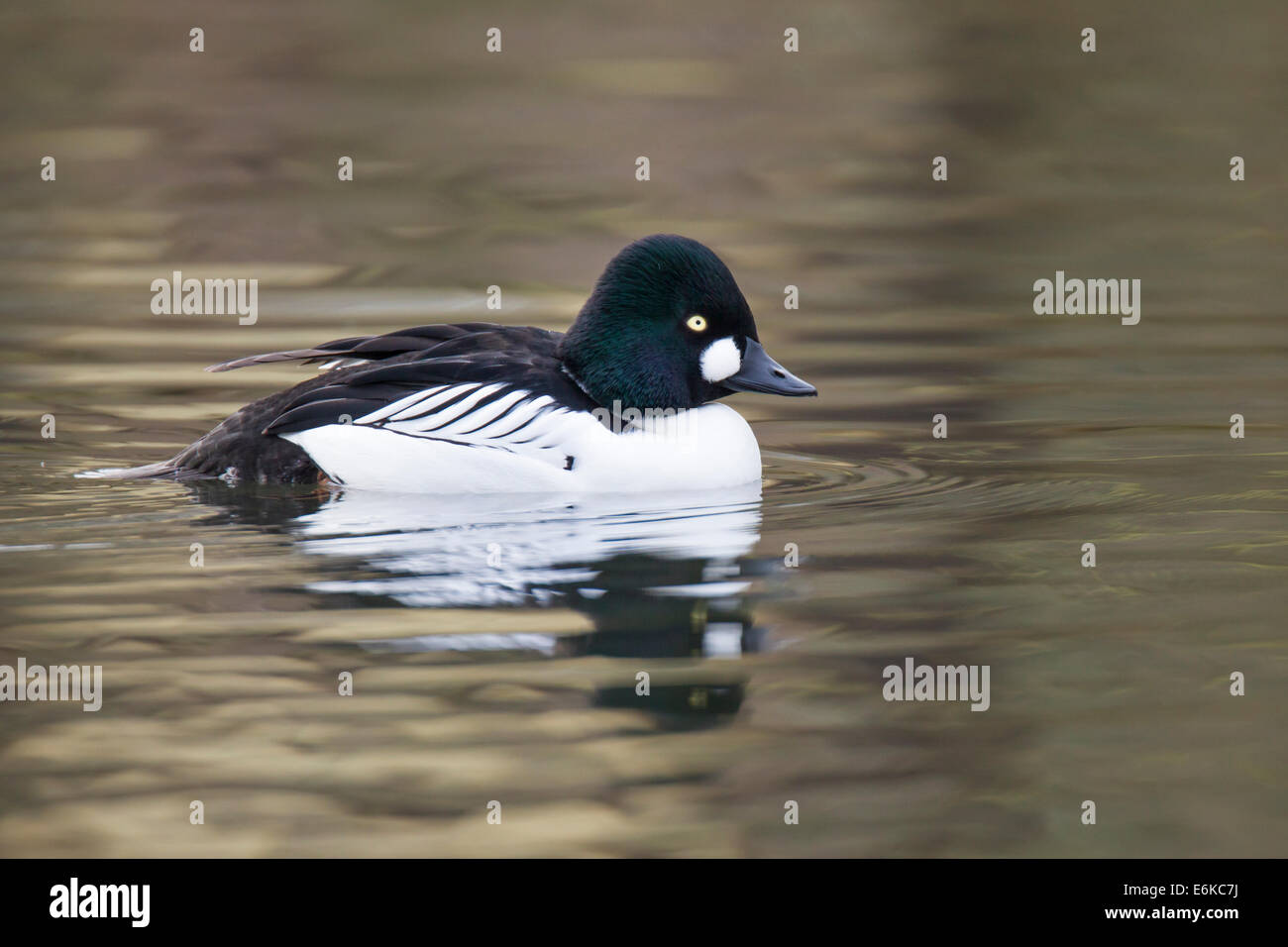 Comune di Goldeneye Bucephala clangula schellente Foto Stock