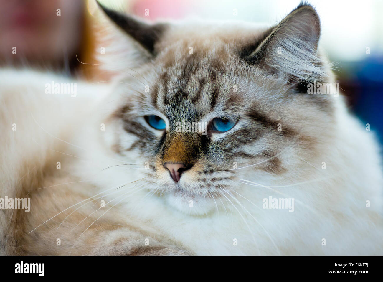 Animali: close-up verticale di blue-eyed Ragamuffin cat Foto Stock