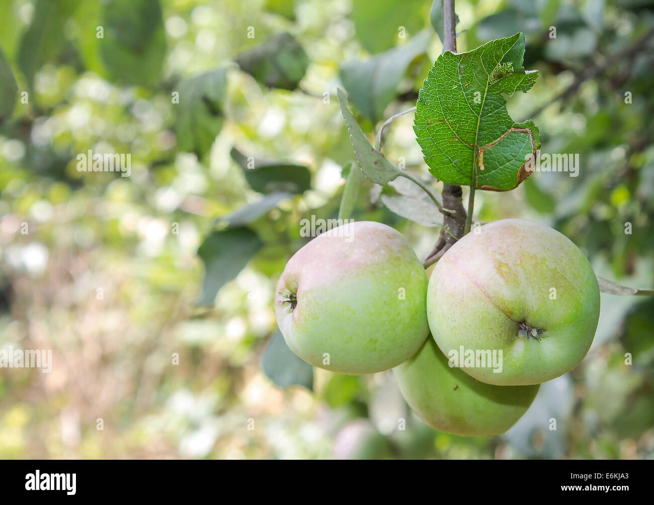 Mele fresche Foto Stock