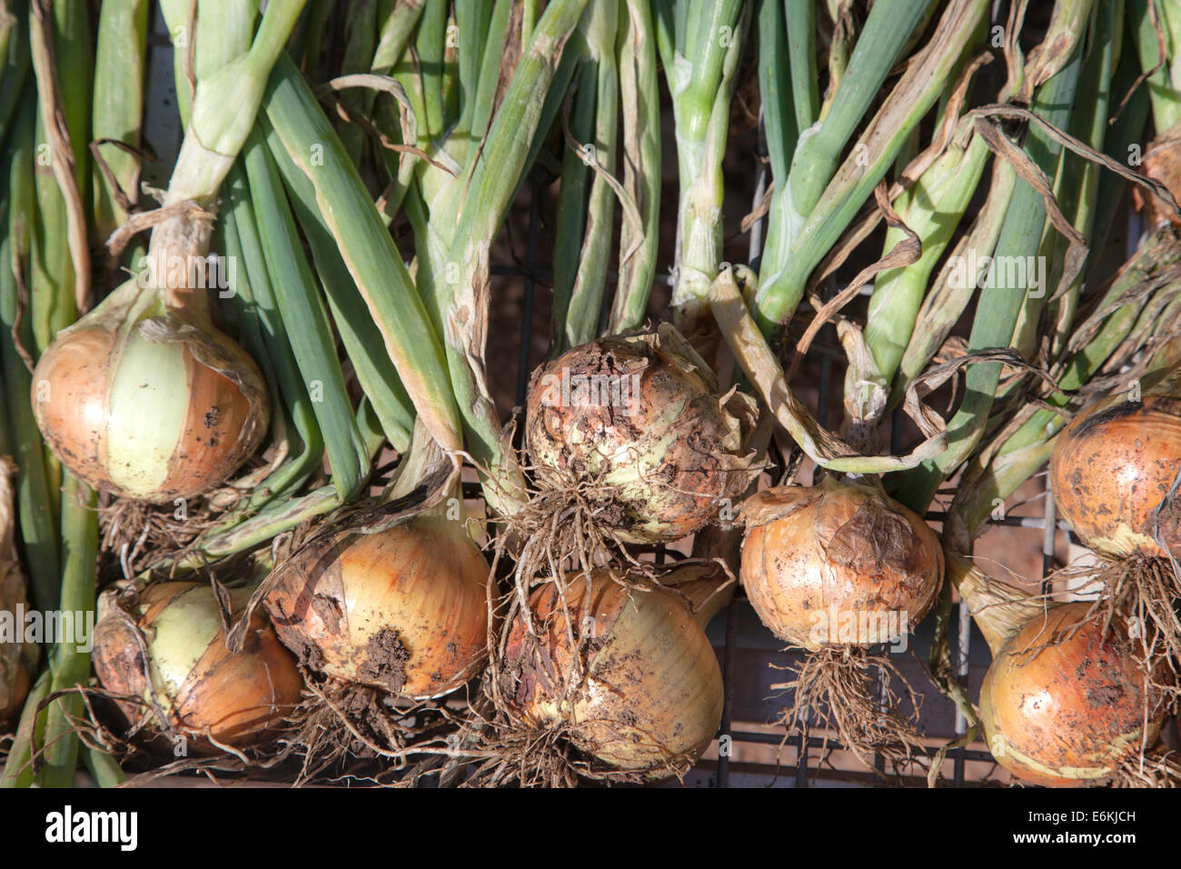 Cipolle appena raccolto da un riparto, England, Regno Unito Foto Stock