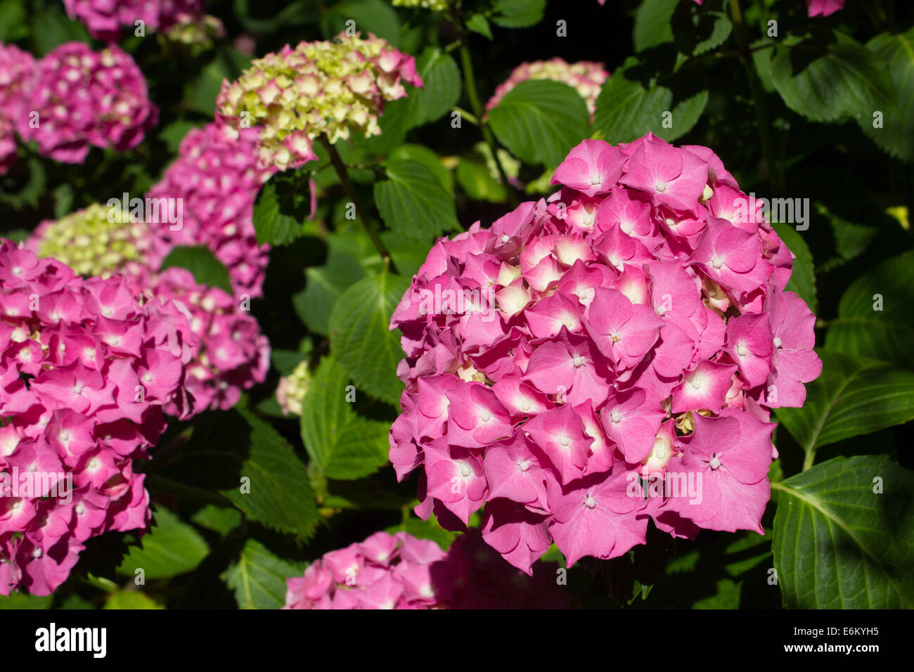 Ortensia luminoso con fiori di colore rosa Foto Stock