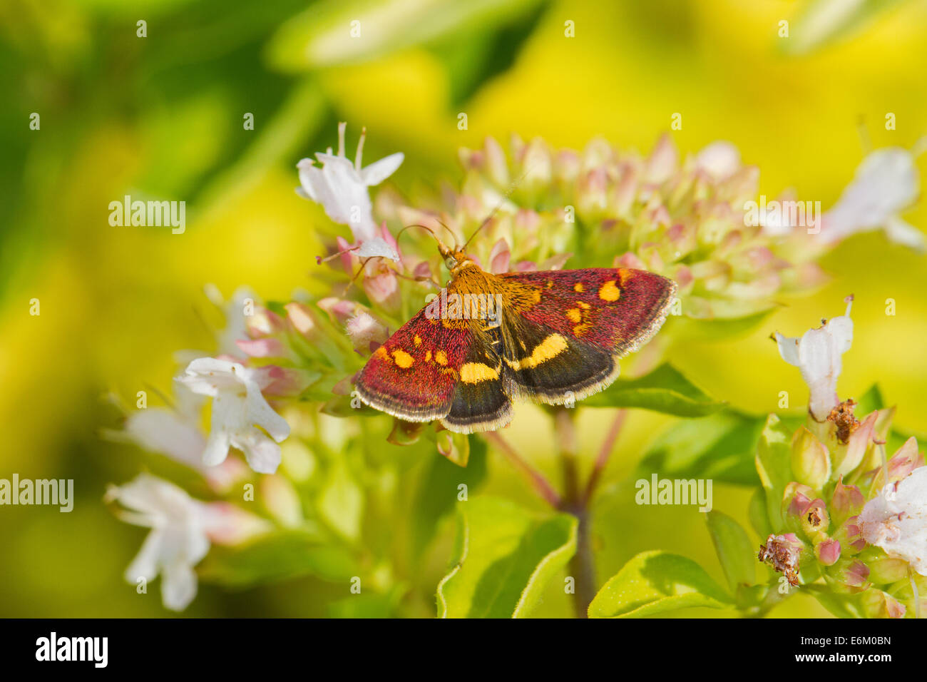 Viola-e-gold Micro-moth alimentando il coriandolo Foto Stock