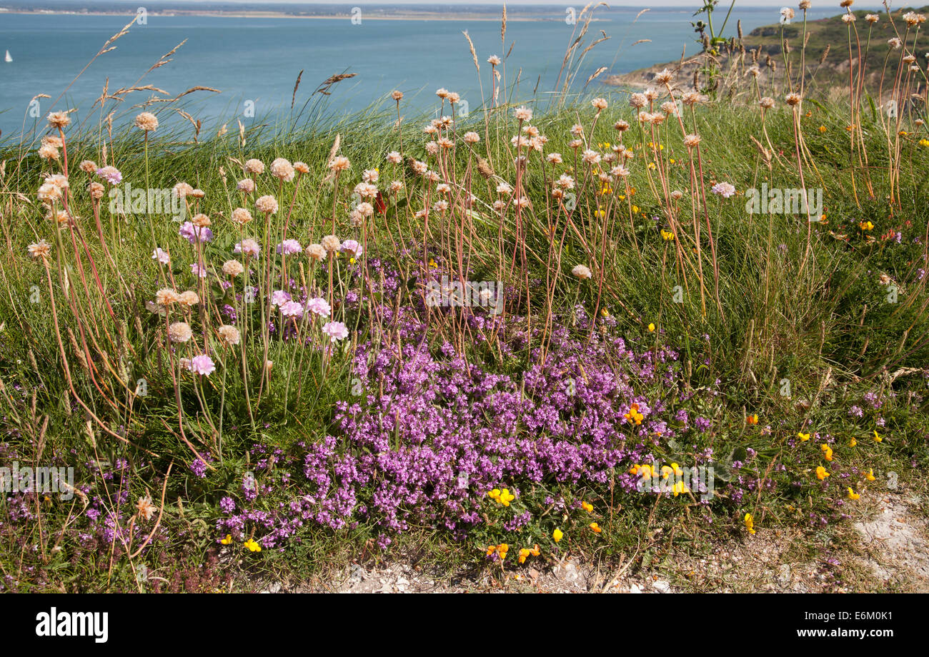 Heather parsimonia Lotus corniculatus uccelli di trifoglio piede sul sentiero costiero, aghi, Isle of Wight, England, Regno Unito Foto Stock
