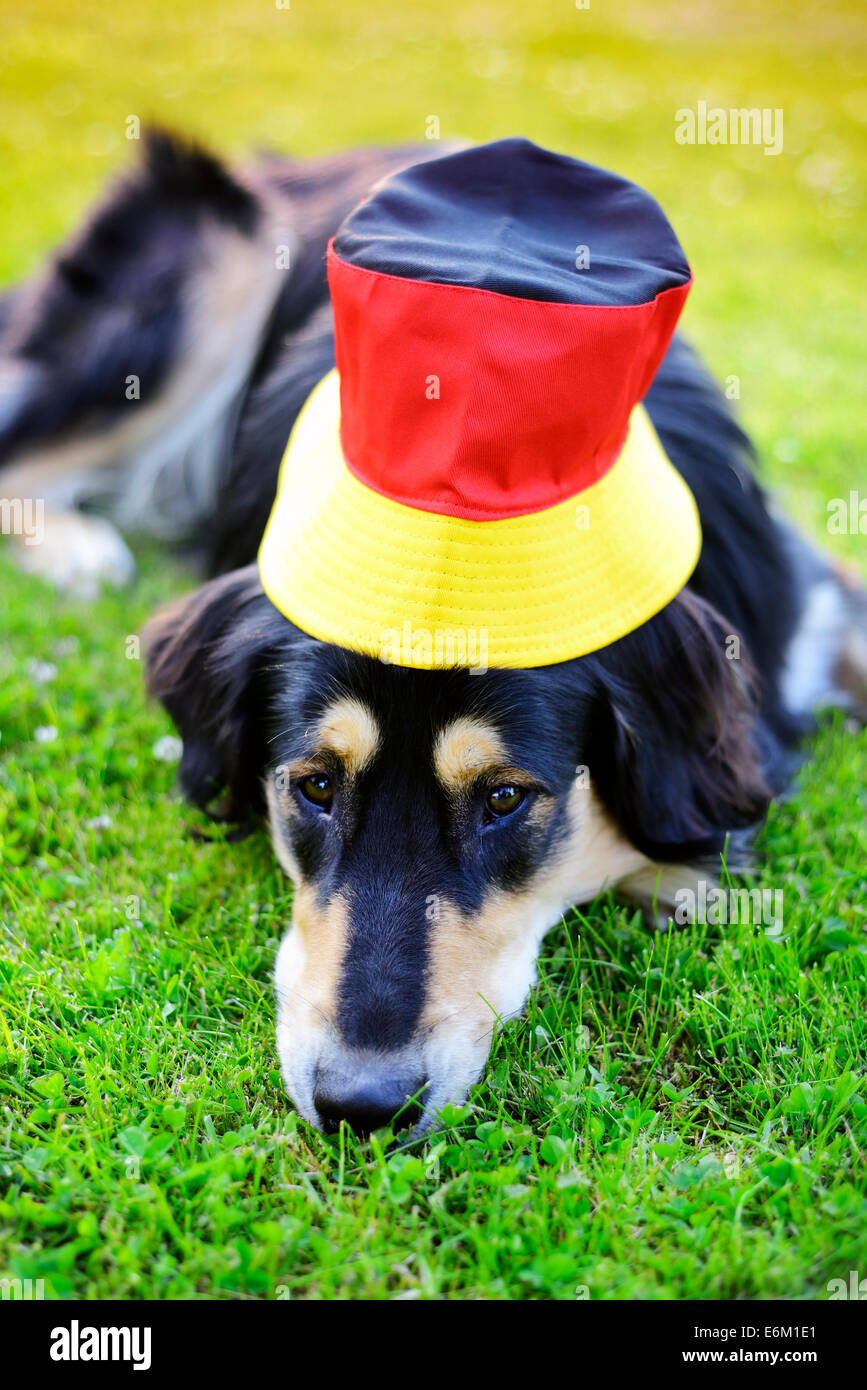 Collie-Retriever-Mischling mit Deutschland-Hut, Fußball-WM Foto Stock