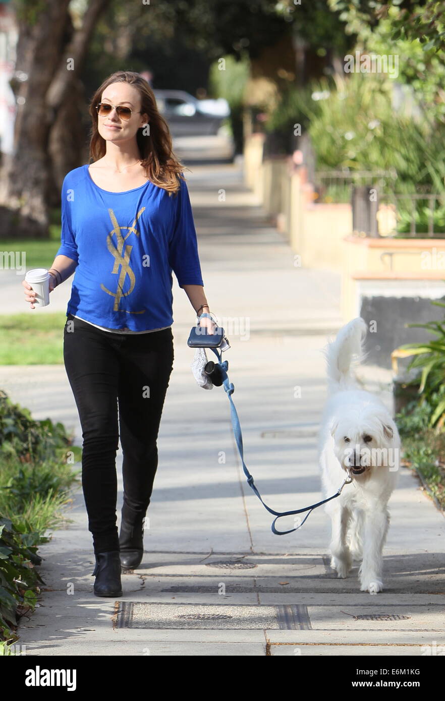 Olivia Wilde preleva il suo cane Paco formano un veterinari in West Hollywood dopo il prelievo di un caffè da Starbucks. Appena prima di lei ottiene alla sua auto un uomo presenta la sua con un premio per i mondi più grande superstar. Dotato di: Olivia Wilde dove: Los Angeles, Califor Foto Stock