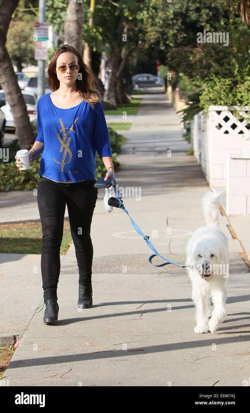 Olivia Wilde preleva il suo cane Paco formano un veterinari in West Hollywood dopo il prelievo di un caffè da Starbucks. Appena prima di lei ottiene alla sua auto un uomo presenta la sua con un premio per i mondi più grande superstar. Dotato di: Olivia Wilde dove: Los Angeles, Califor Foto Stock