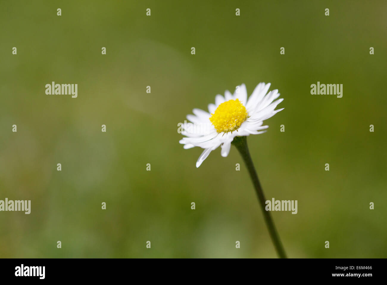 Margherita con petali di colore bianco e giallo in centro vicino fino Foto Stock