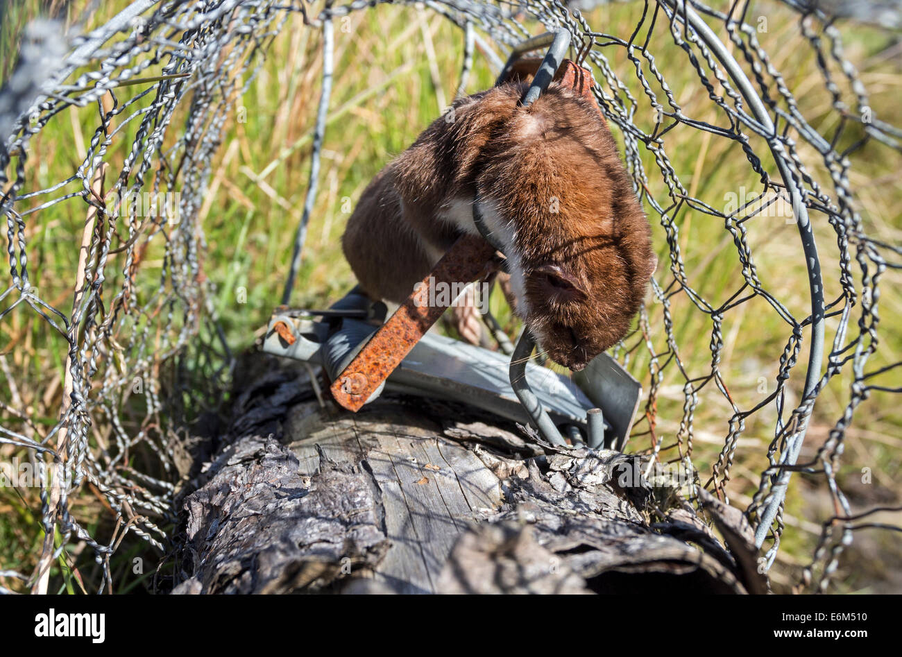 Ermellino Mustela erminea catturati in una trappola a molla su un Pennine Grouse Moor Regno Unito Foto Stock