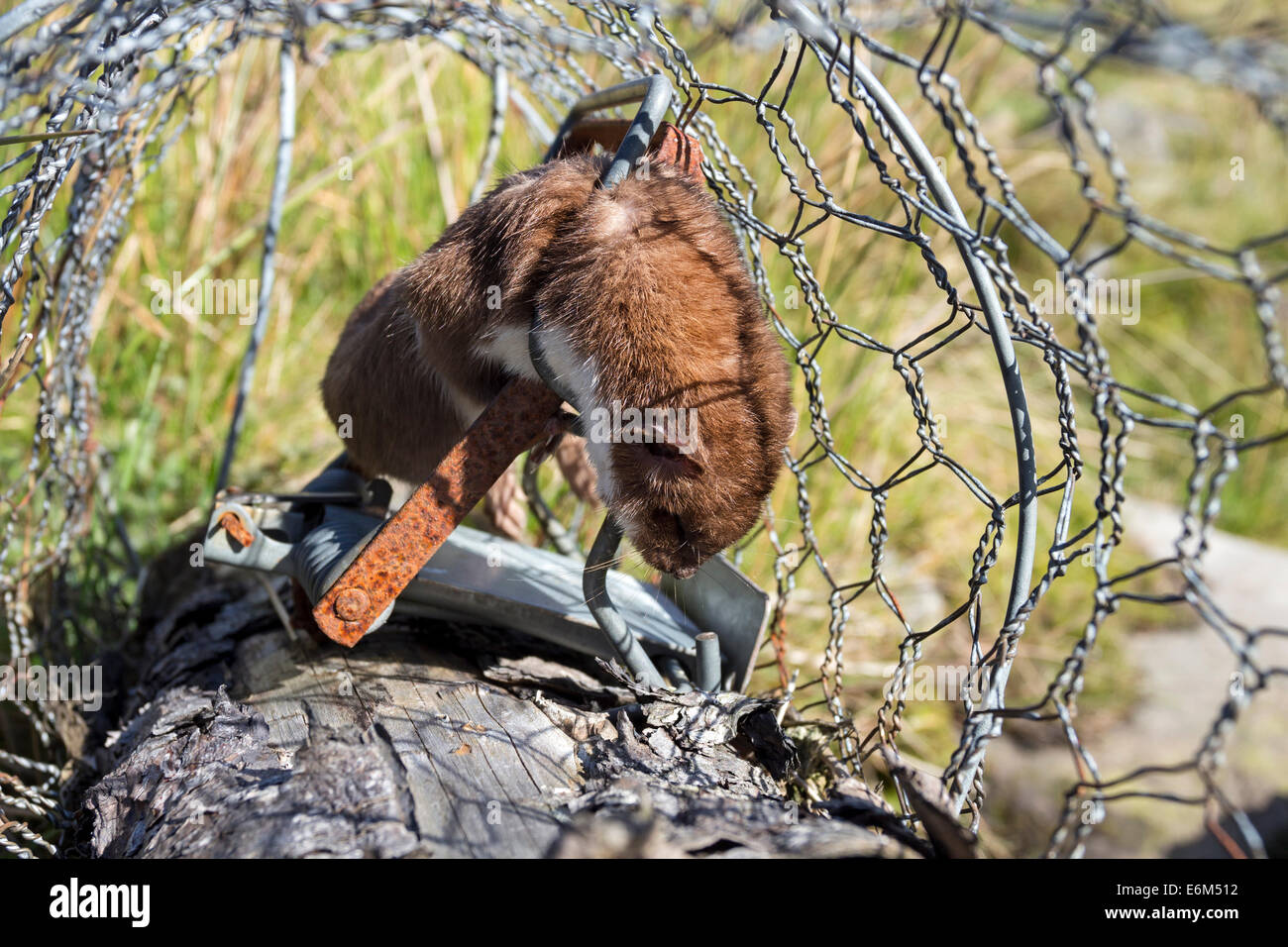Ermellino Mustela erminea catturati in una trappola a molla su un Pennine Grouse Moor Regno Unito Foto Stock