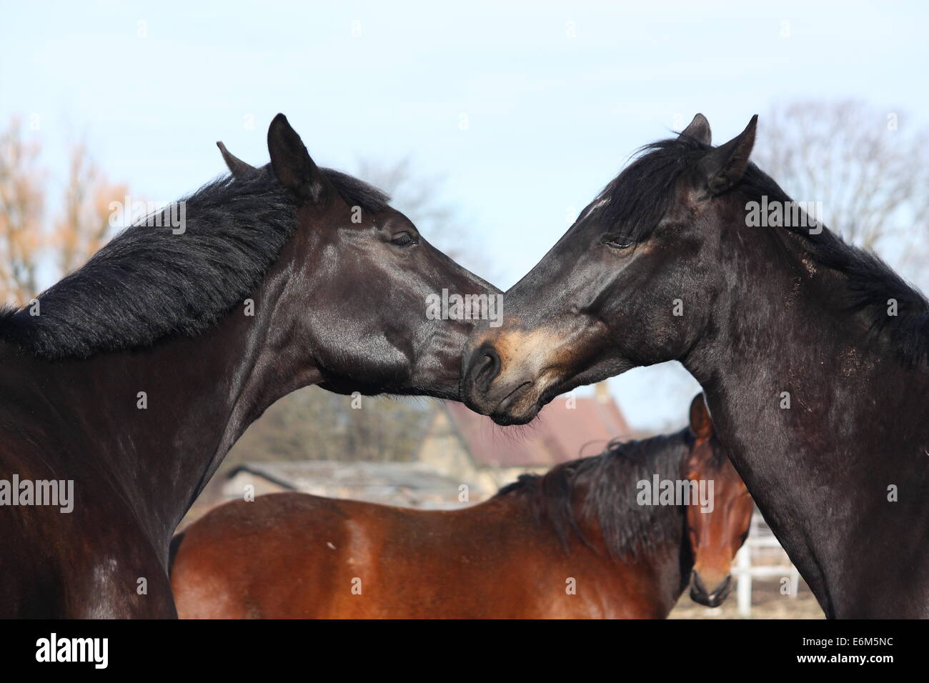 Due cavalli neri nuzzling ogni altro Foto Stock