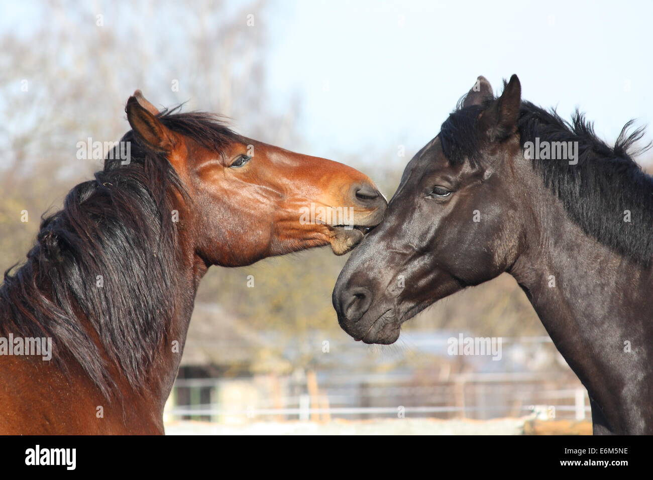 Nero e Marrone cavalli nuzzling ogni altro Foto Stock