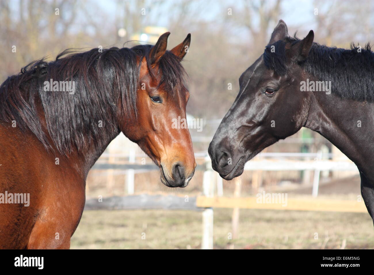 Nero e Marrone cavalli nuzzling ogni altro Foto Stock