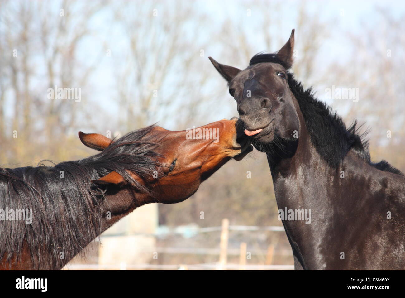 Nero e Marrone cavalli nuzzling ogni altro Foto Stock