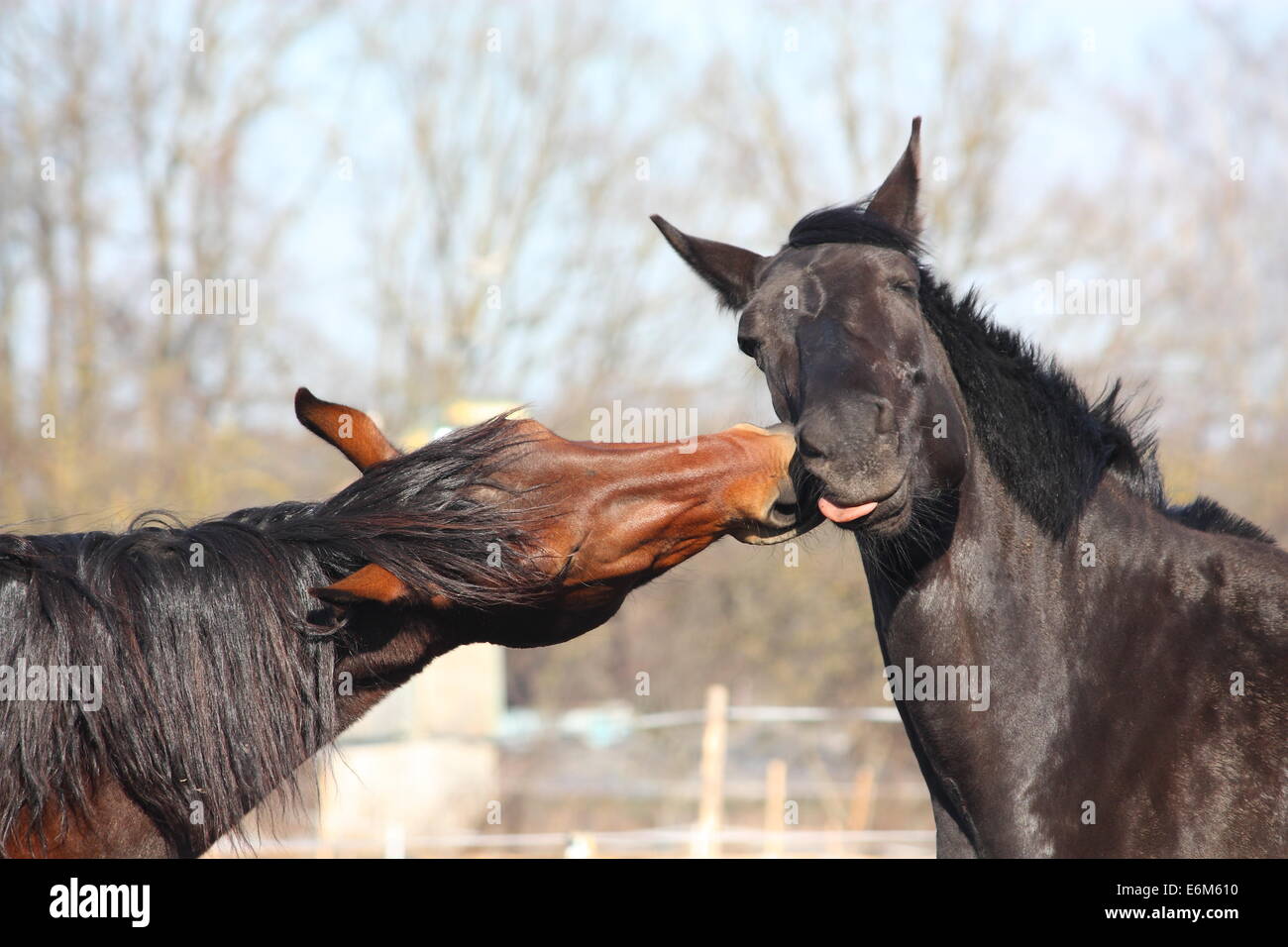 Nero e Marrone cavalli nuzzling ogni altro Foto Stock