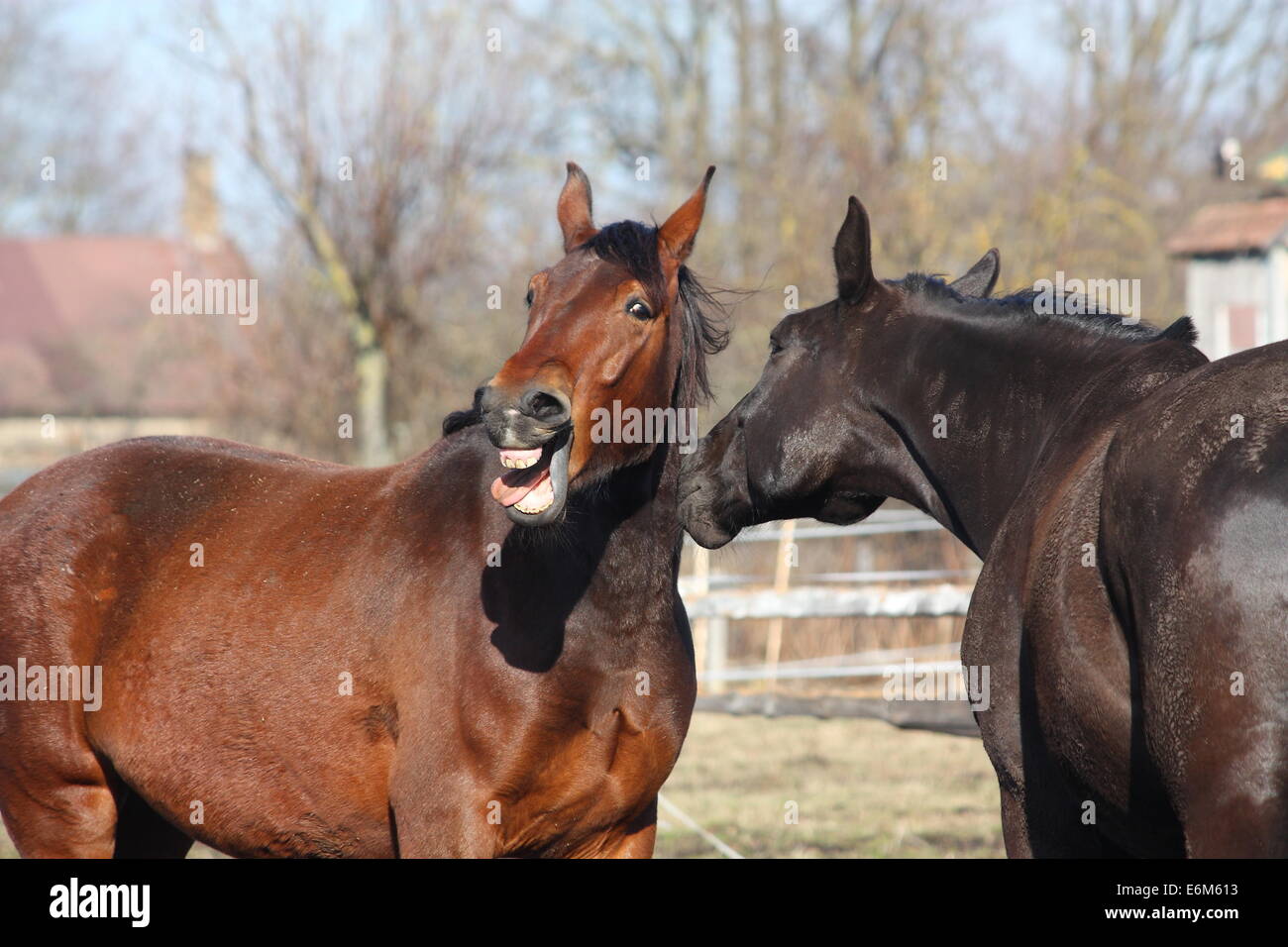 Cavallo marrone ridere circa il cavallo nero in piedi vicino Foto Stock