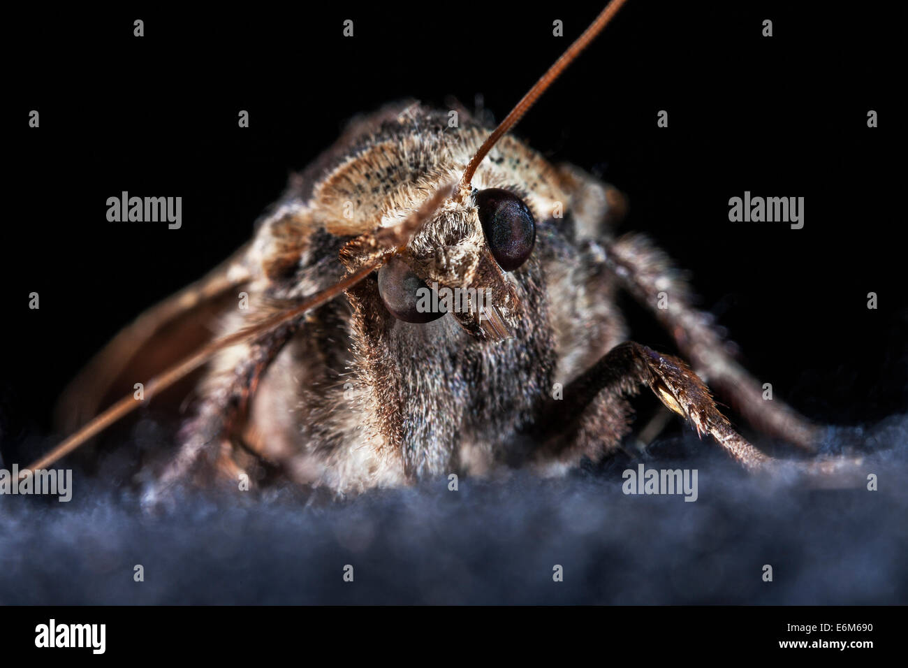 Giallo Underwing tignola non rivestimento riflettente sul composto occhi che assorbe la luce ispira di più ricerca in pannelli solari. Regno Unito Foto Stock