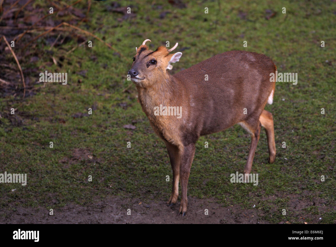 Reeves Muntjac (Muntiacus reevesi) Foto Stock