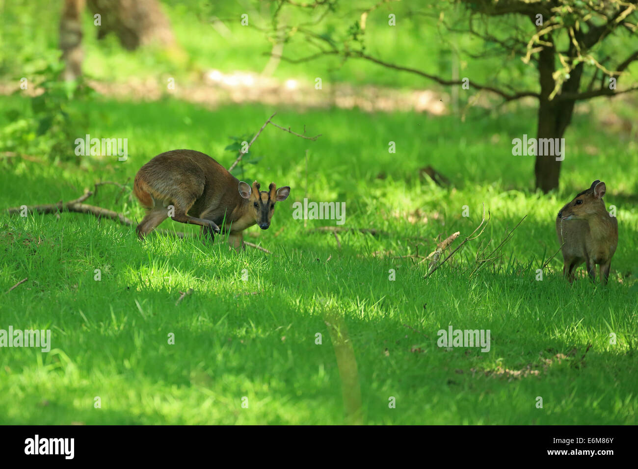Reeves Muntjac (Muntiacus reevesi) Foto Stock