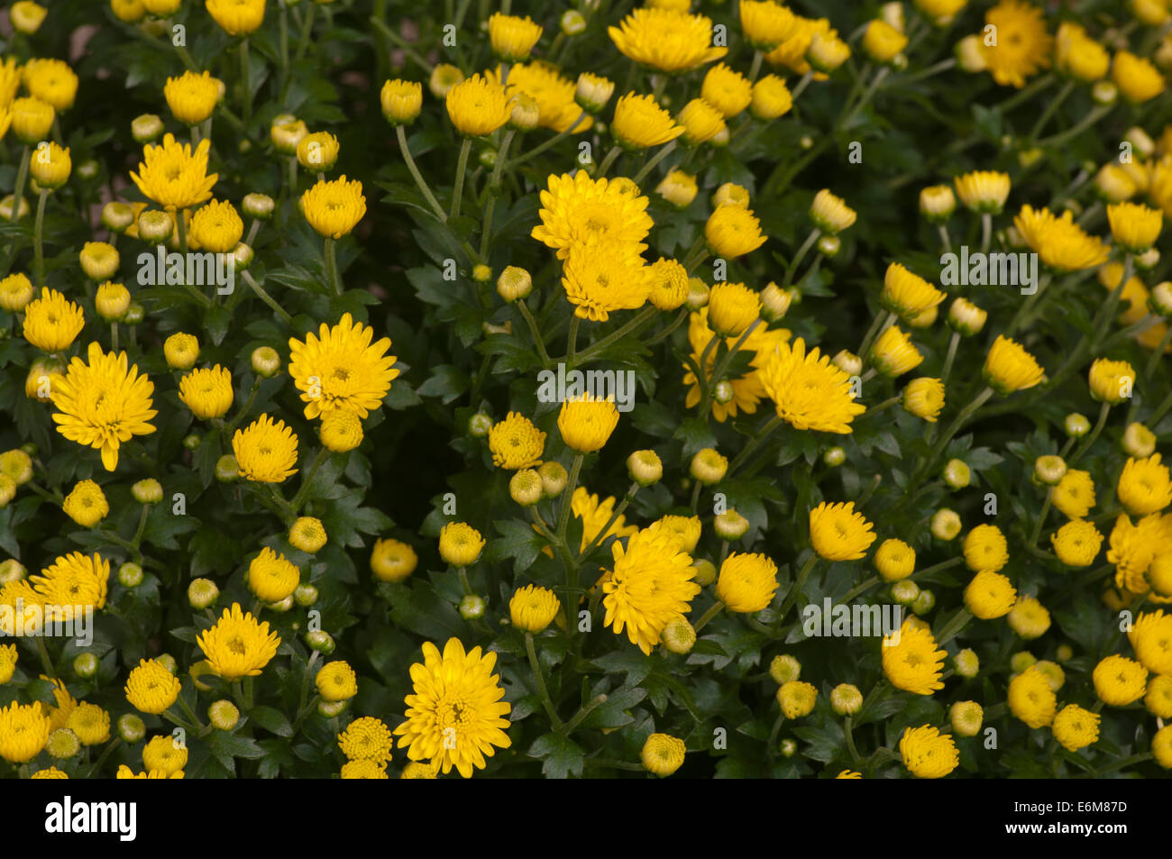 Crisantemo giallo fiori Foto Stock