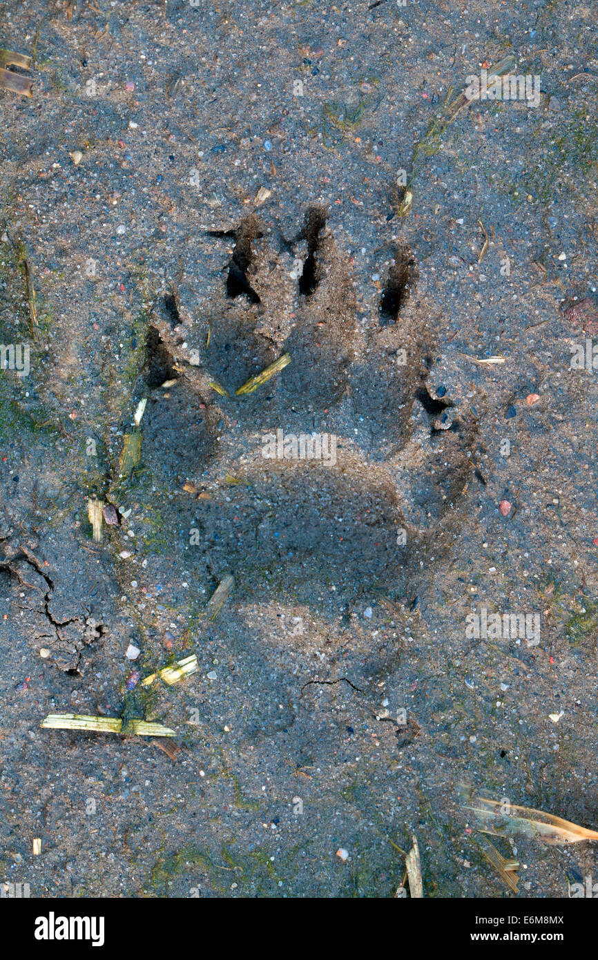 Europea (Badger Meles meles) impronta di forepaw nel fango Foto Stock