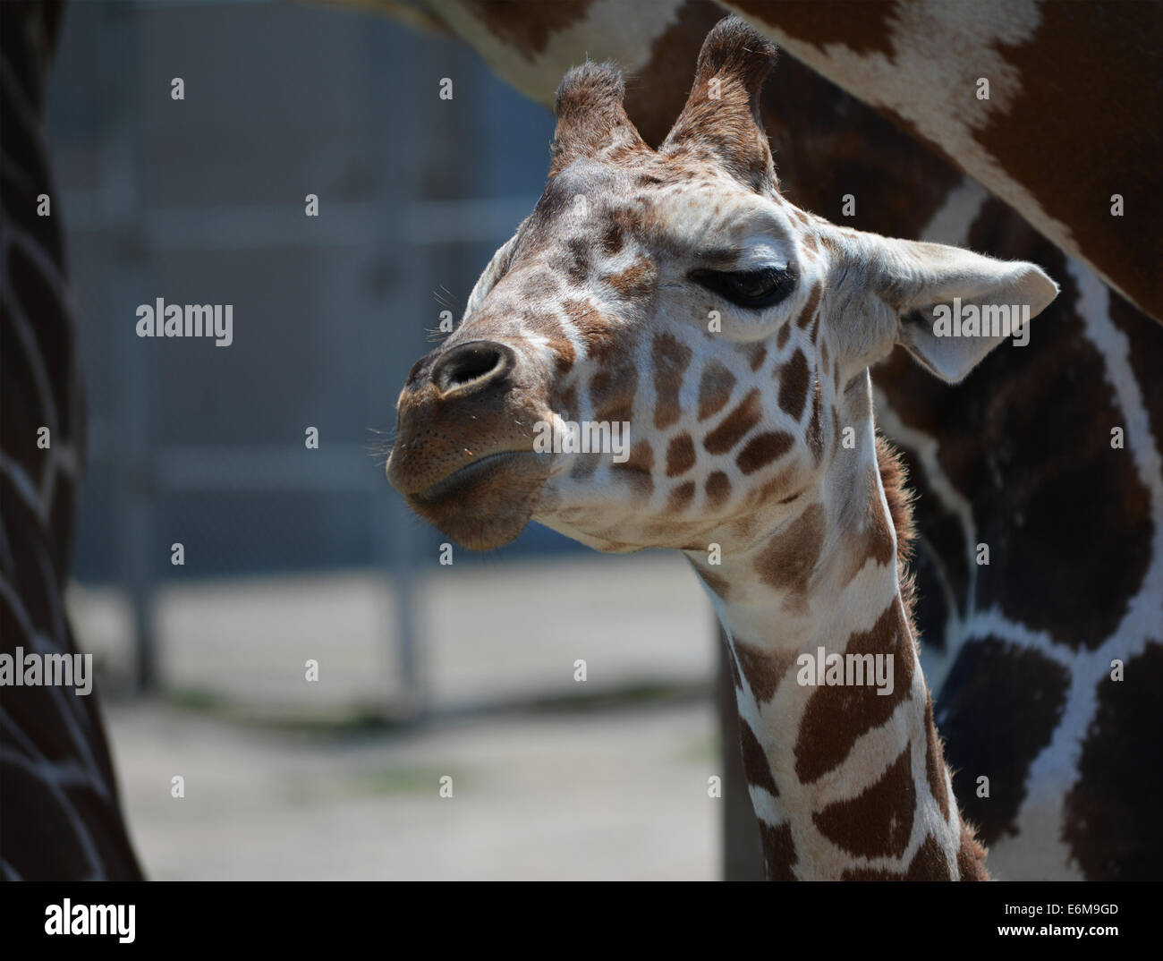 Baby Giraffe di nascondersi dietro la sua madre". Foto Stock