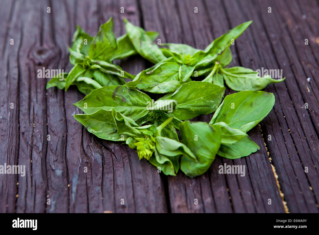 Vista ravvicinata di foglie di basilico Foto Stock