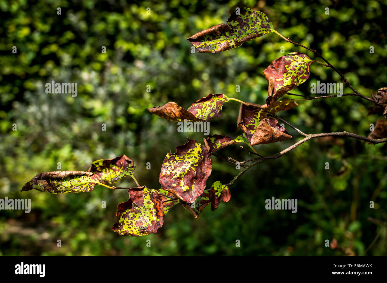 Mela cotogna avvizzimento di foglia inibisce la crescita di frutta e la fruttificazione Foto Stock