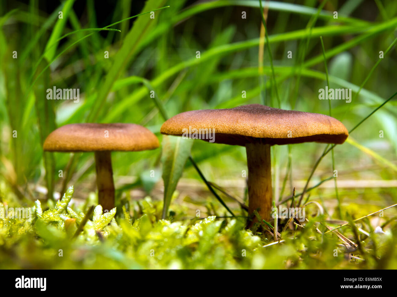 I funghi selvatici che crescono in foresta Foto Stock