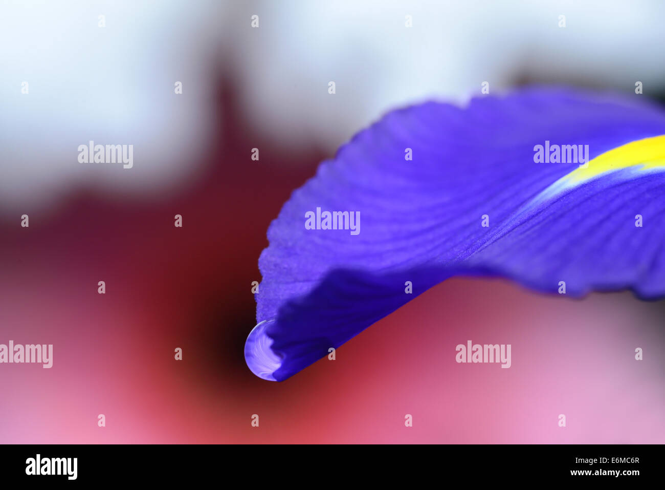 Goccia di acqua su un viola petalo di fiore Foto Stock