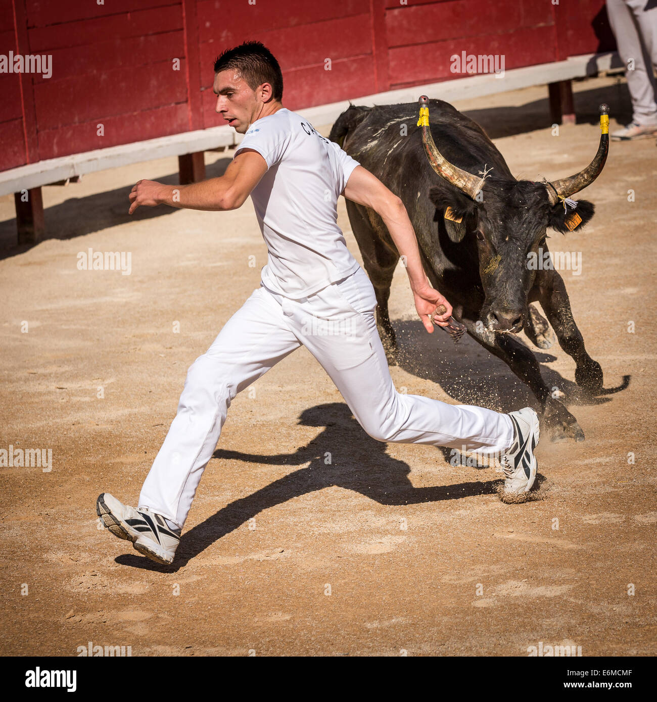 Il torero tenta la fuga di un caccia bull, Camargue gare, Anfiteatro di Arles, Arles, Provence-Alpes-Côte d'Azur, in Francia Foto Stock