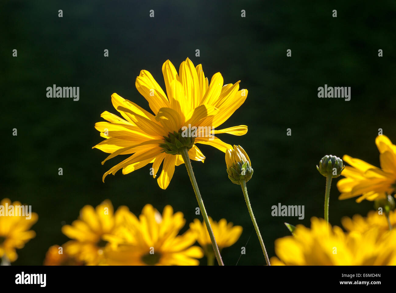 Giallo helianthus fiori in tarda estate Foto Stock
